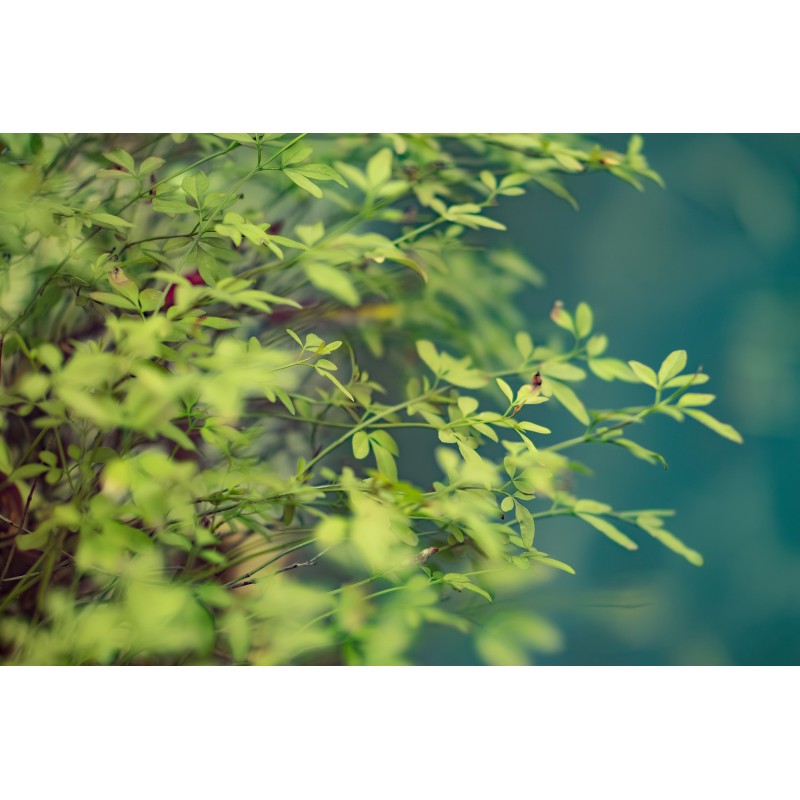 Obiektyw Venus Optics Laowa 105 mm f/2,0 Smooth Trans Focus do Sony E - Zdjęcie 1