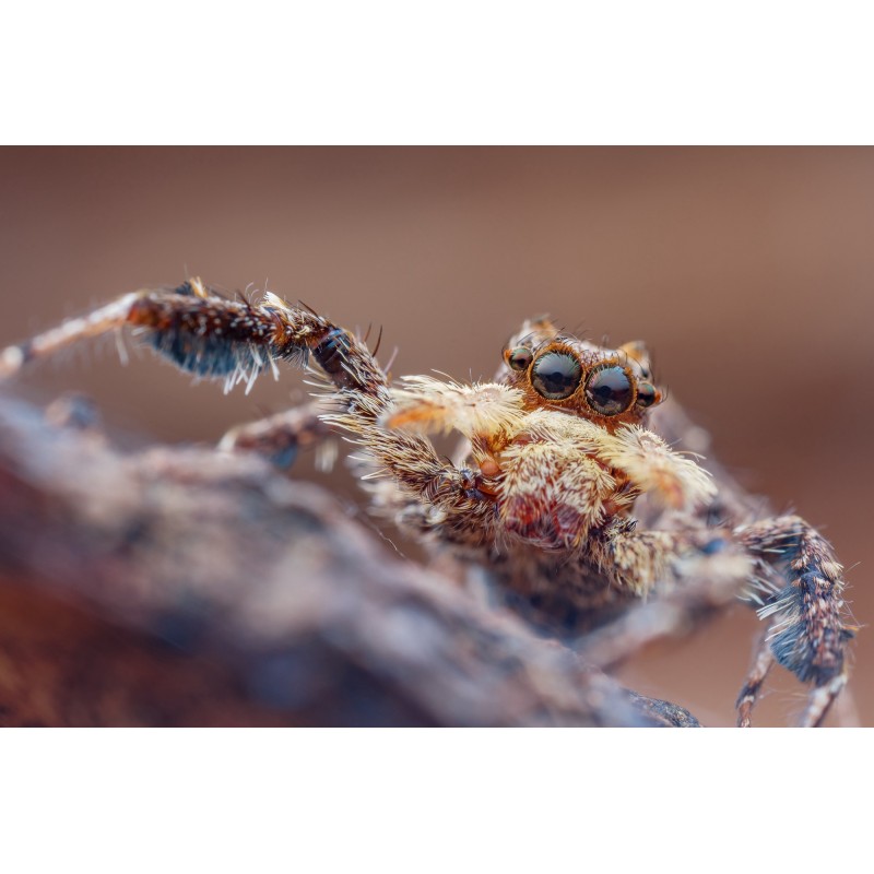 Obiektyw Venus Optics Laowa 25 mm f/2,8 Ultra Macro do Nikon F - Zdjęcie 5