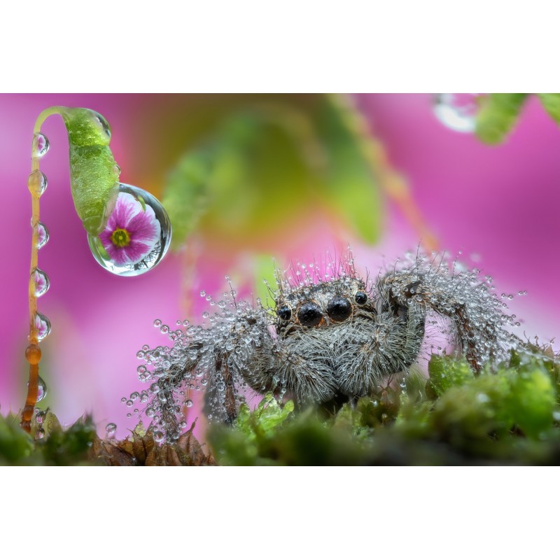 Obiektyw Venus Optics Laowa 25 mm f/2,8 Ultra Macro do Pentax K - Zdjęcie 1