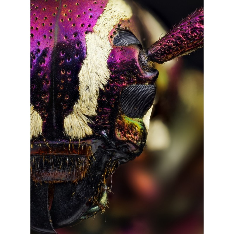 Obiektyw Venus Optics Laowa 25 mm f/2,8 Ultra Macro do Pentax K - Zdjęcie 6