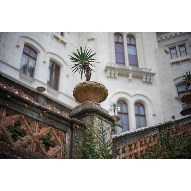 Obiektyw Voigtlander Nokton 50 mm f/1,2 do Leica M - Zdjęcie 2