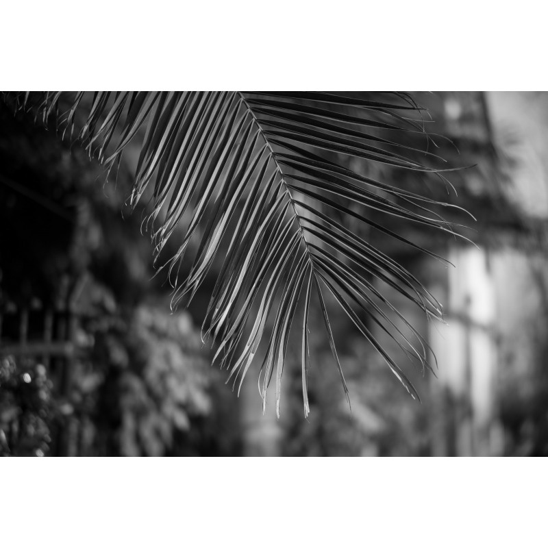 Obiektyw Voigtlander Nokton 50 mm f/1,2 do Leica M - Zdjęcie 9