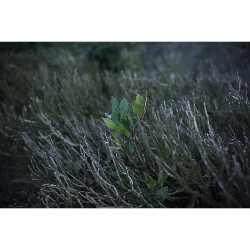 Obiektyw Voigtlander Nokton 50 mm f/1,2 do Leica M - Zdjęcie 13