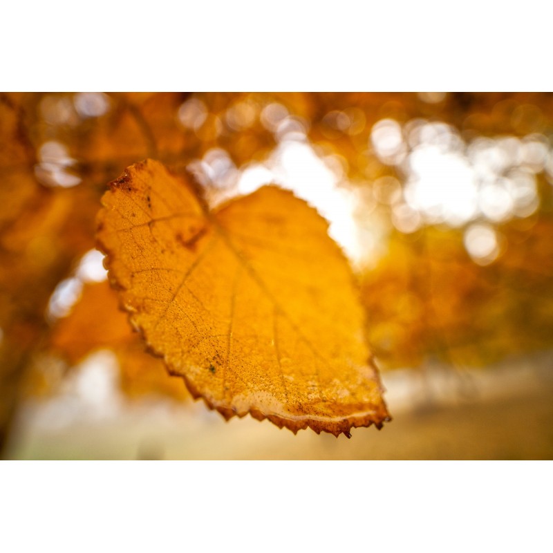 Obiektyw Venus Optics Laowa 15 mm f/4 Macro do Nikon F - Zdjęcie 6