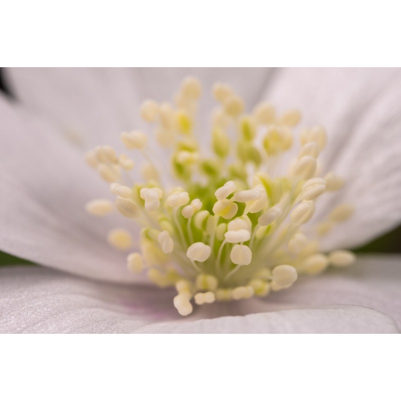 Obiektyw Venus Optics Laowa CA-Dreamer 100 mm f/2,8 Macro 2:1 do Nikon F - Zdjęcie 10