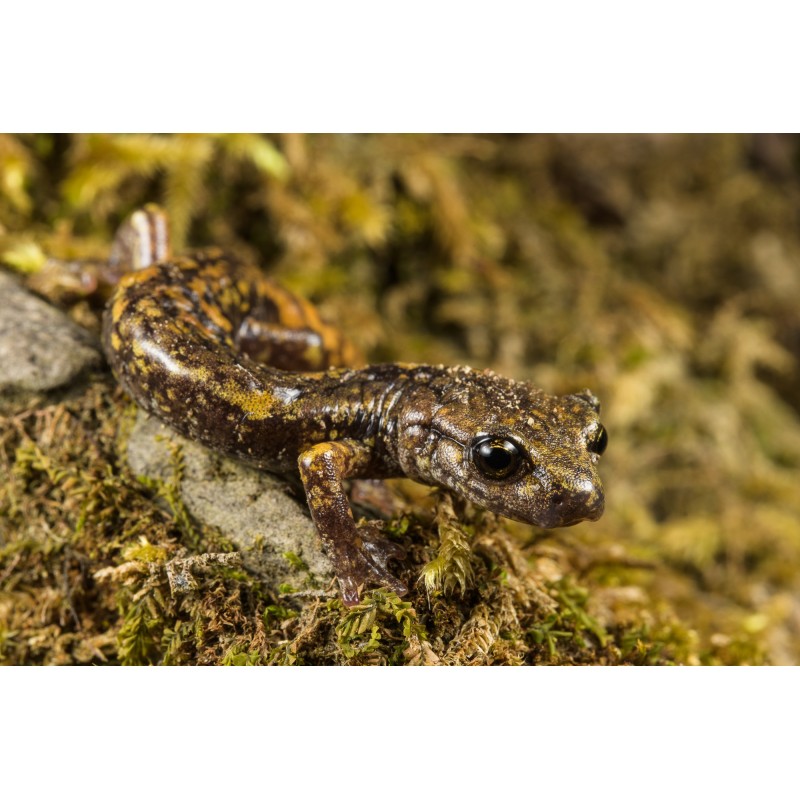 Obiektyw Venus Optics Laowa CA-Dreamer 100 mm f/2,8 Macro 2:1 do Canon EF - Zdjęcie 6