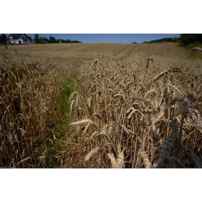 Obiektyw Voigtlander Nokton 21 mm f/1,4 do Sony E - Zdjęcie 1