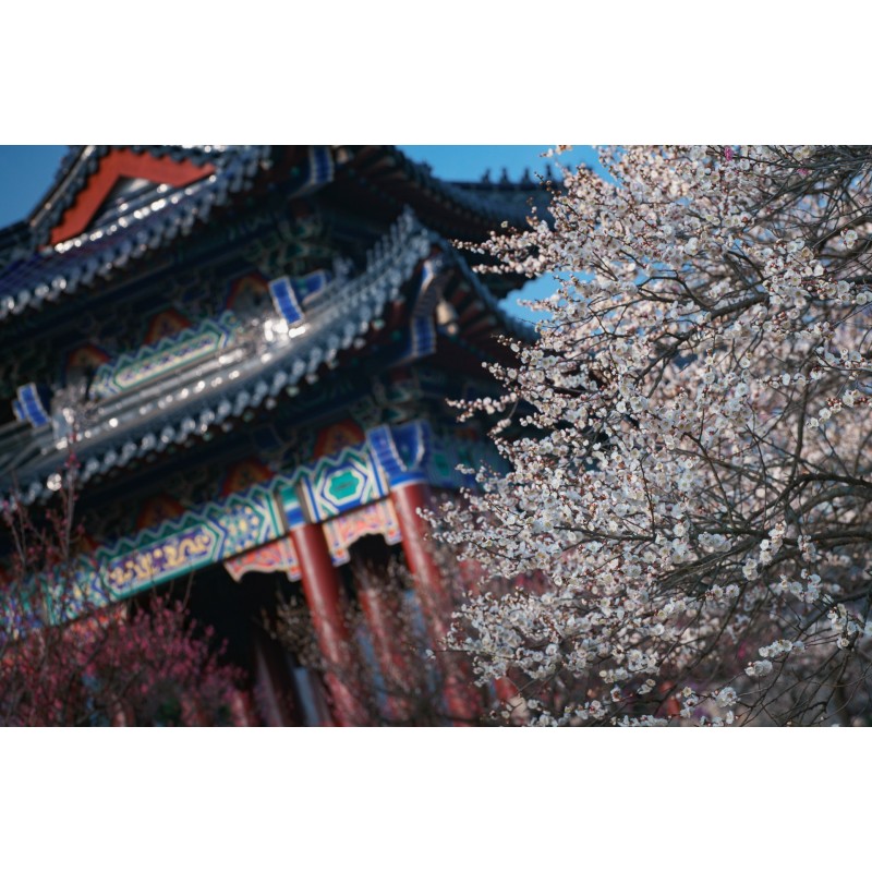 Obiektyw Venus Optics Laowa CA-Dreamer 100 mm f/2,8 Macro 2:1 do Sony E - Zdjęcie 34