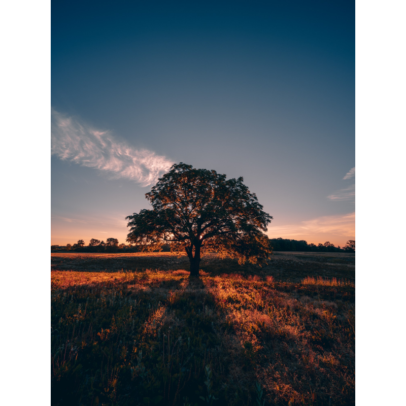 Obiektyw Venus Optics Laowa D-Dreamer 17 mm f/4,0 Zero-D do Fujifilm G - Zdjęcie 4