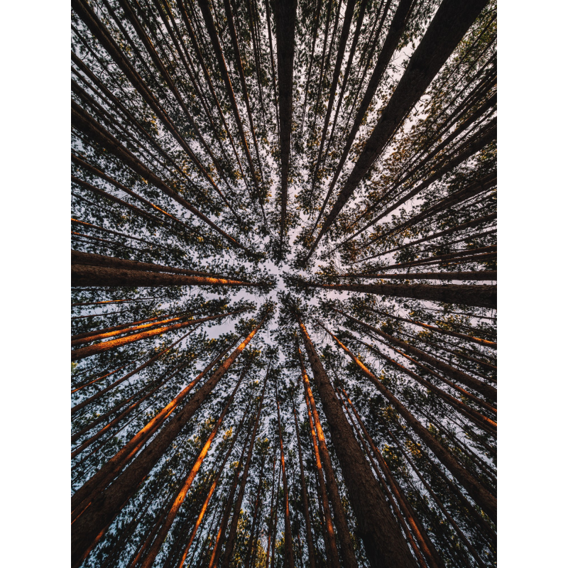 Obiektyw Venus Optics Laowa D-Dreamer 17 mm f/4,0 Zero-D do Fujifilm G - Zdjęcie 6