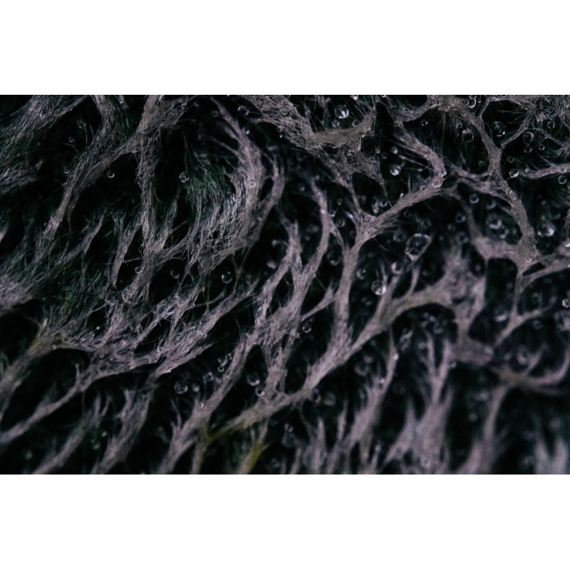 Obiektyw Venus Optics Laowa 65 mm f/2,8 2x Ultra Macro APO do Sony E - Zdjęcie 3