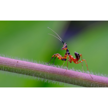 Obiektyw Venus Optics Laowa CA-Dreamer 100 mm f/2,8 Macro 2:1 do Canon RF - Zdjęcie 5