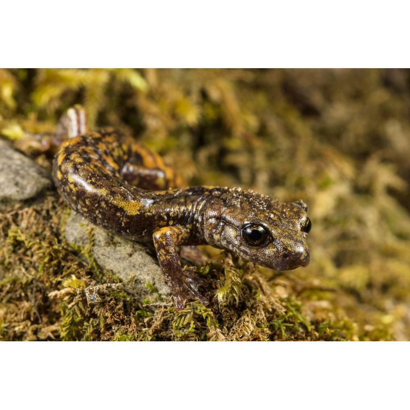 Obiektyw Venus Optics Laowa CA-Dreamer 100 mm f/2,8 Macro 2:1 do Canon RF - Zdjęcie 6