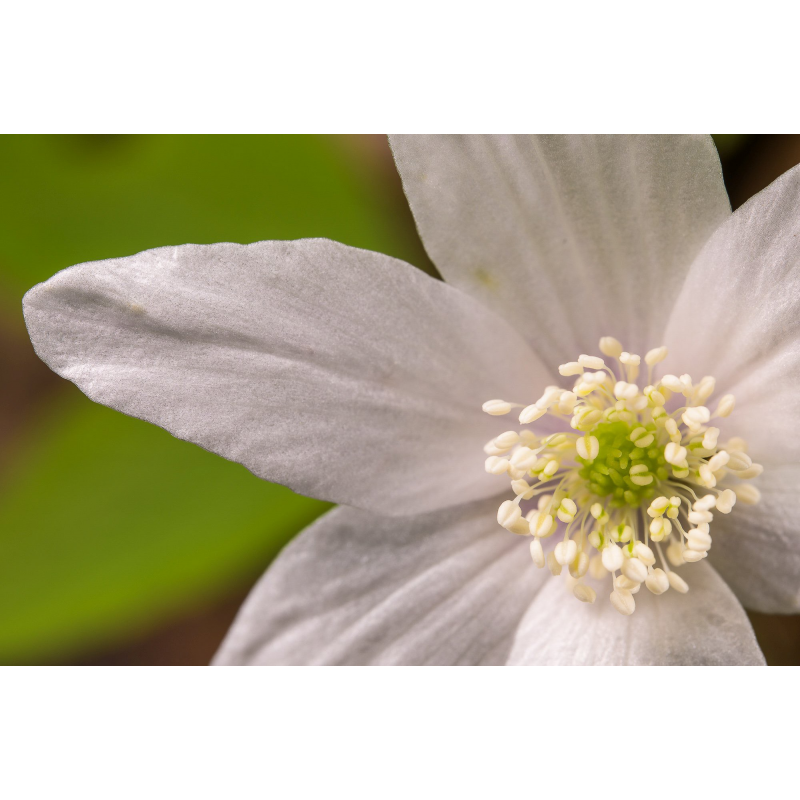 Obiektyw Venus Optics Laowa CA-Dreamer 100 mm f/2,8 Macro 2:1 do Canon RF - Zdjęcie 9