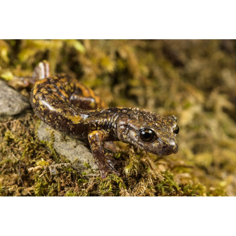 Obiektyw Venus Optics Laowa CA-Dreamer 100 mm f/2,8 Macro 2:1 do Nikon Z - Zdjęcie 6