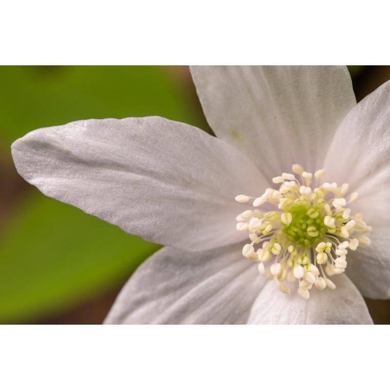 Obiektyw Venus Optics Laowa CA-Dreamer 100 mm f/2,8 Macro 2:1 do Nikon Z - Zdjęcie 9