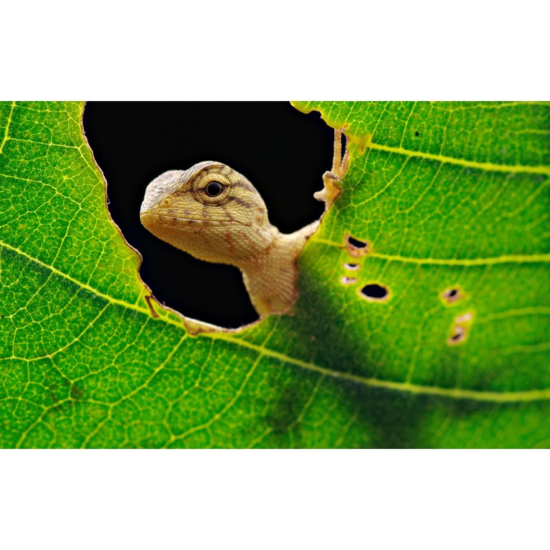 Obiektyw Venus Optics Laowa 60 mm f/2,8 Macro 2:1 do Canon EF - Zdjęcie 1