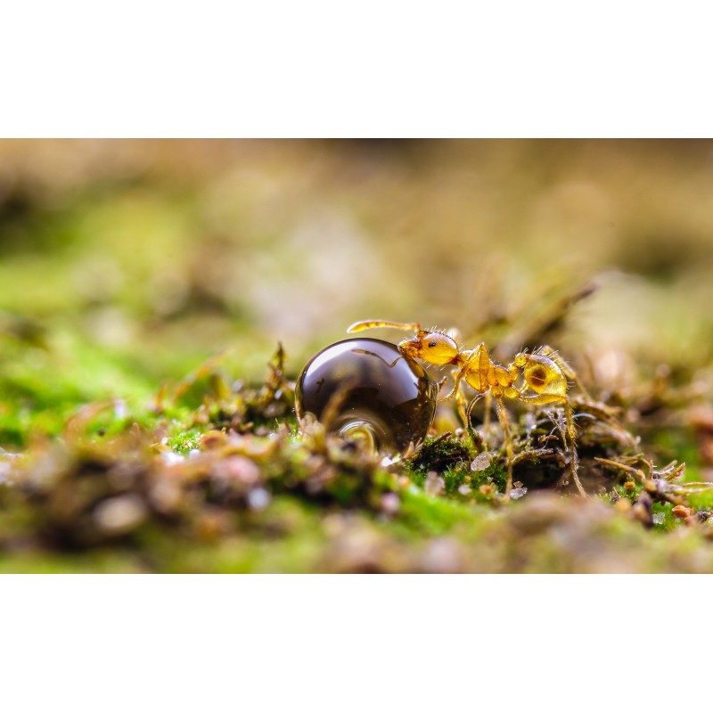 Obiektyw Venus Optics Laowa 60 mm f/2,8 Macro 2:1 do Canon EF - Zdjęcie 2