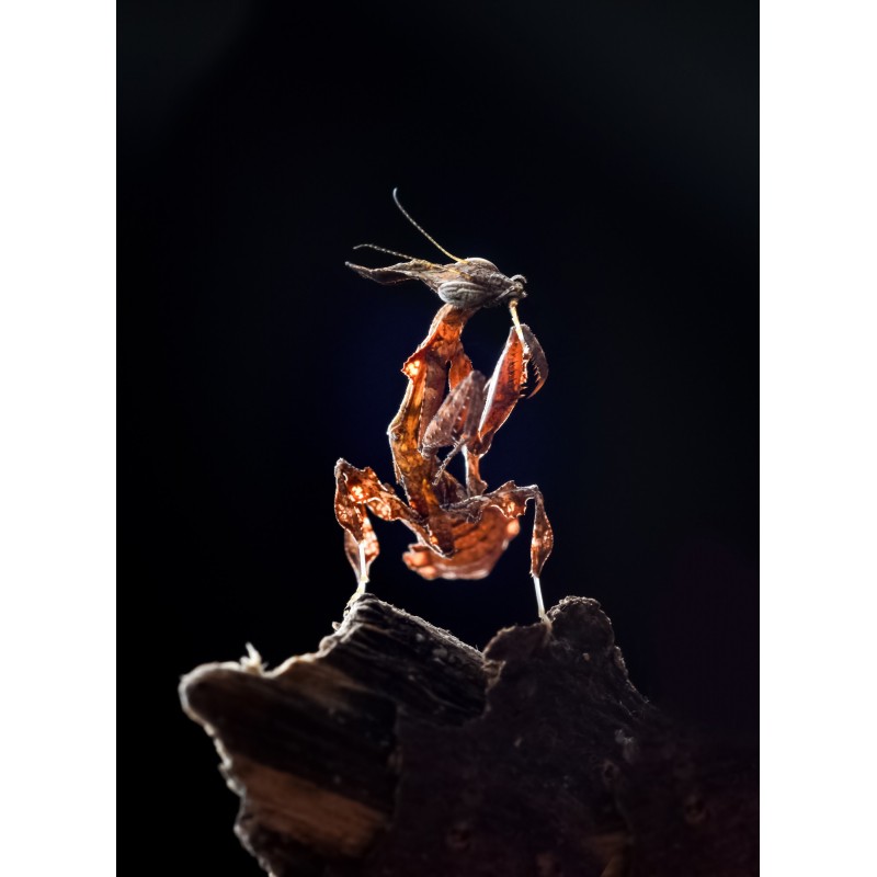 Obiektyw Venus Optics Laowa 60 mm f/2,8 Macro 2:1 do Canon EF - Zdjęcie 6