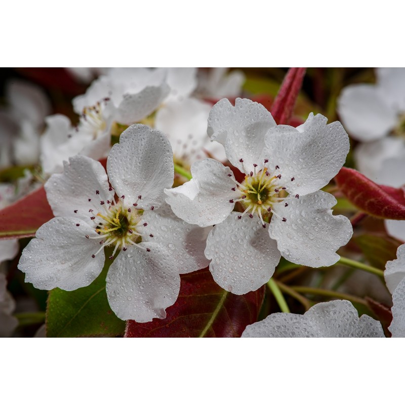 Obiektyw Venus Optics Laowa 60 mm f/2,8 Macro 2:1 do Canon EF - Zdjęcie 13